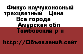 Фикус каучуконосный трехцветный › Цена ­ 500 - Все города  »    . Амурская обл.,Тамбовский р-н